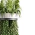 Indoorplants-Hanging plants set-77 - Thumbnail 4