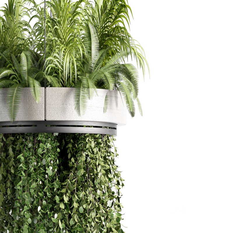 Indoorplants-Hanging plants set-77 Image 4