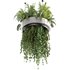 Indoorplants-Hanging plants set-77 - Thumbnail 3