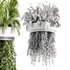 Indoorplants-Hanging plants set-77 - Thumbnail 5