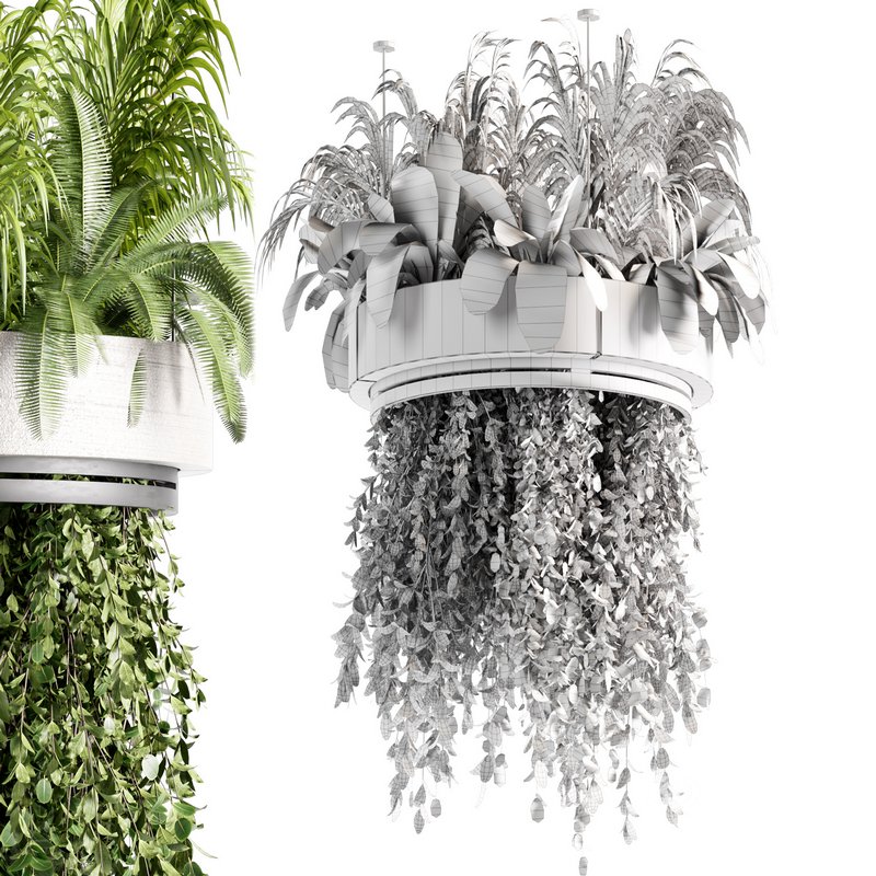 Indoorplants-Hanging plants set-77 Image 5