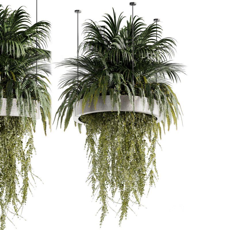 Indoorplants-Hanging plants set-78 Image 1
