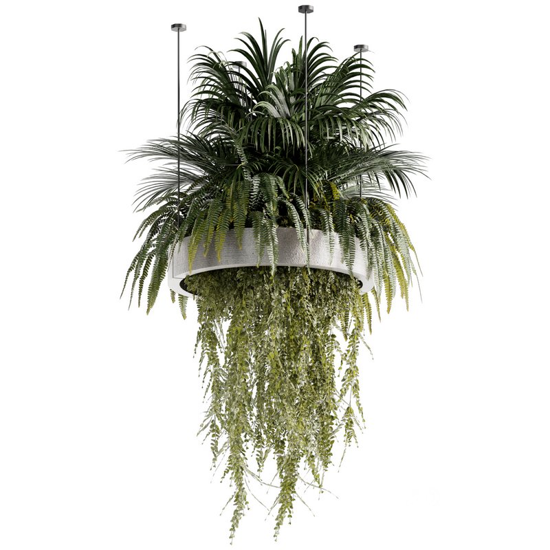 Indoorplants-Hanging plants set-78 Image 5