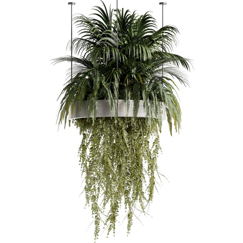Indoorplants-Hanging plants set-78 Image 6