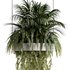 Indoorplants-Hanging plants set-78 - Thumbnail 2