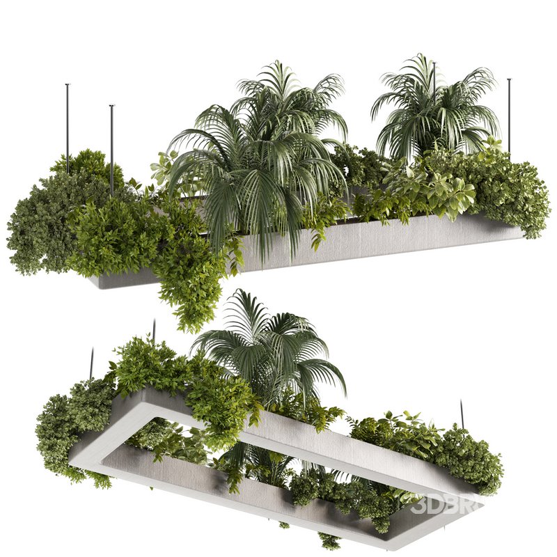 Indoorplants-Hanging plants set-80 Image 1