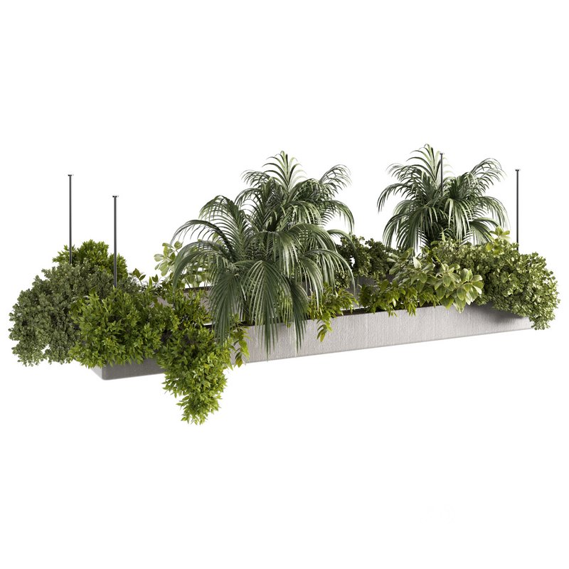Indoorplants-Hanging plants set-80 Image 5
