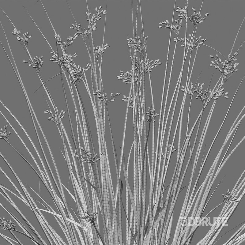 Juncus effusus – Common Rush Image 4