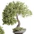 indoor plant Set Bonsai 127 - Thumbnail 2