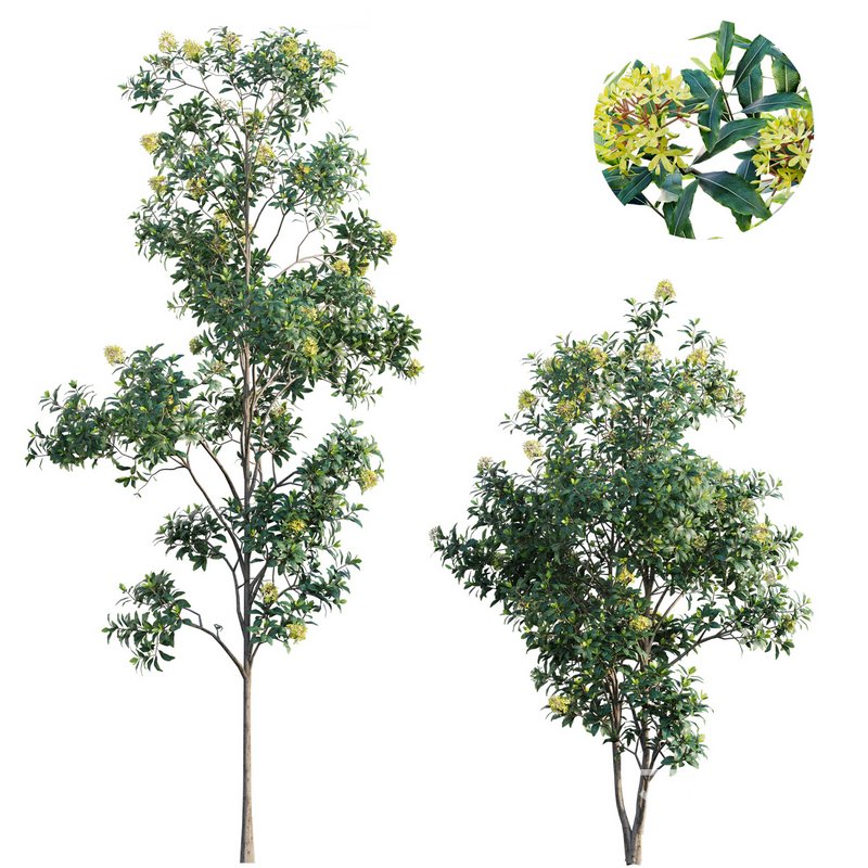 Lemonwood Tree – Pittosporum eugenioides 03 Image 1