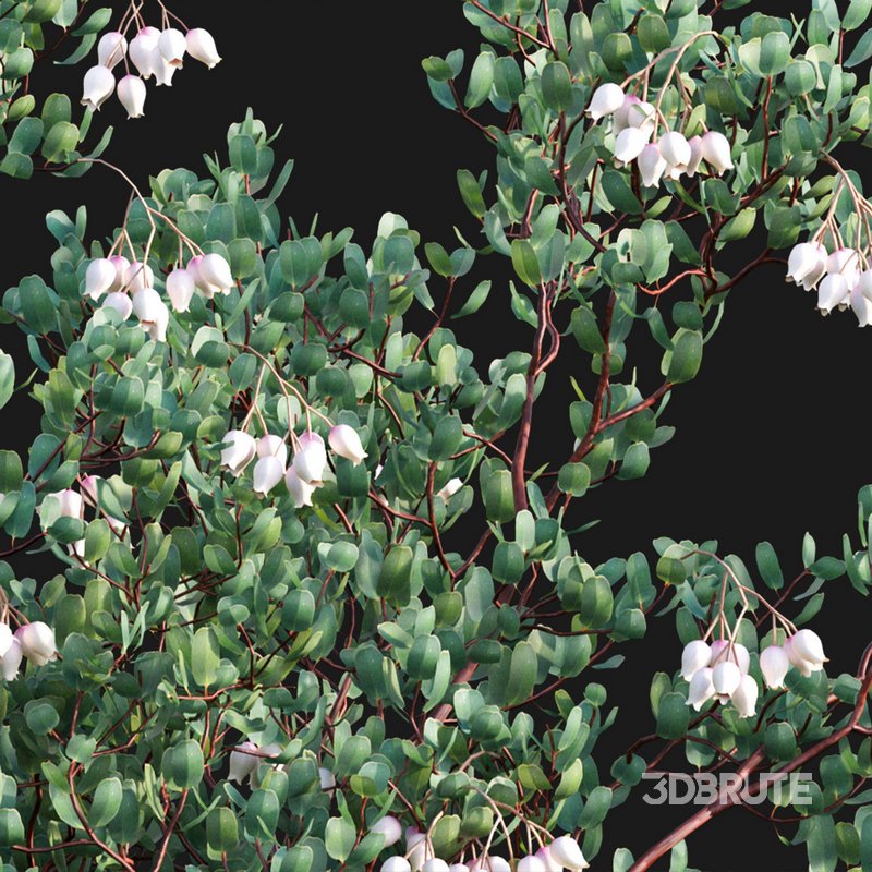 Arctostaphylos glauca ?C Big Berry Manzanita 03 Image 4