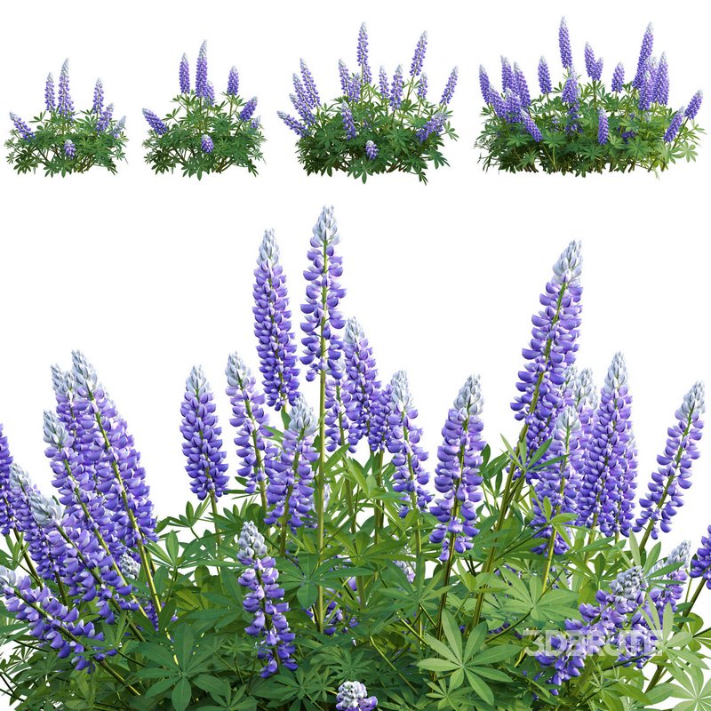 Lupinus Persian Slipper Image 1