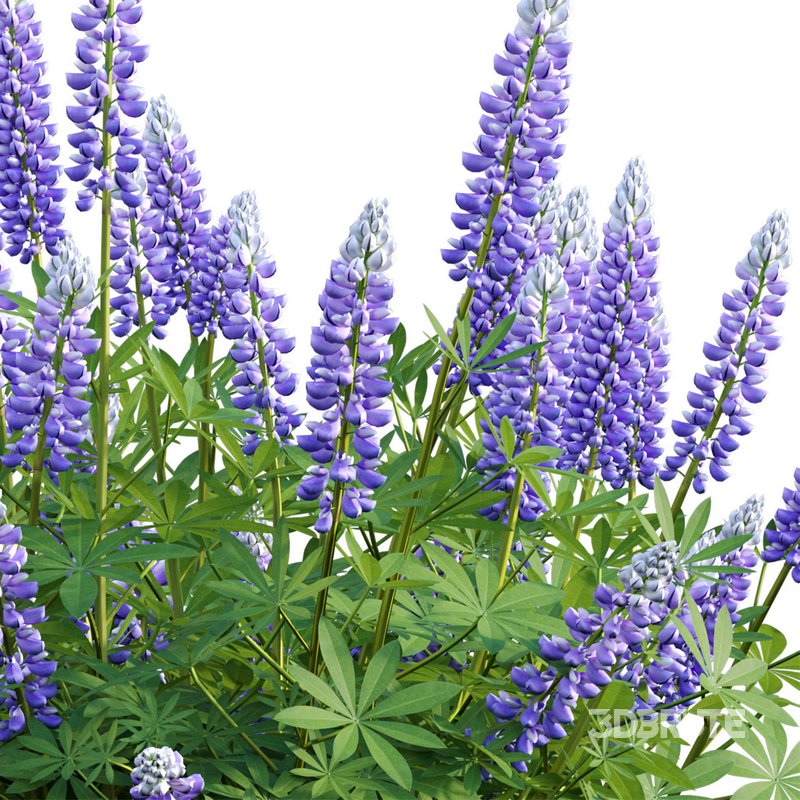 Lupinus Persian Slipper Image 2