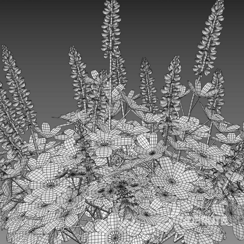 Lupinus Persian Slipper Image 3