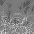 Miscanthus giganteus 02 - Thumbnail 4