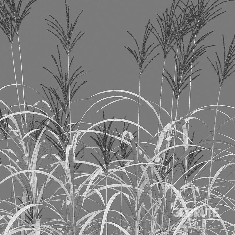 Miscanthus giganteus 02 Image 4