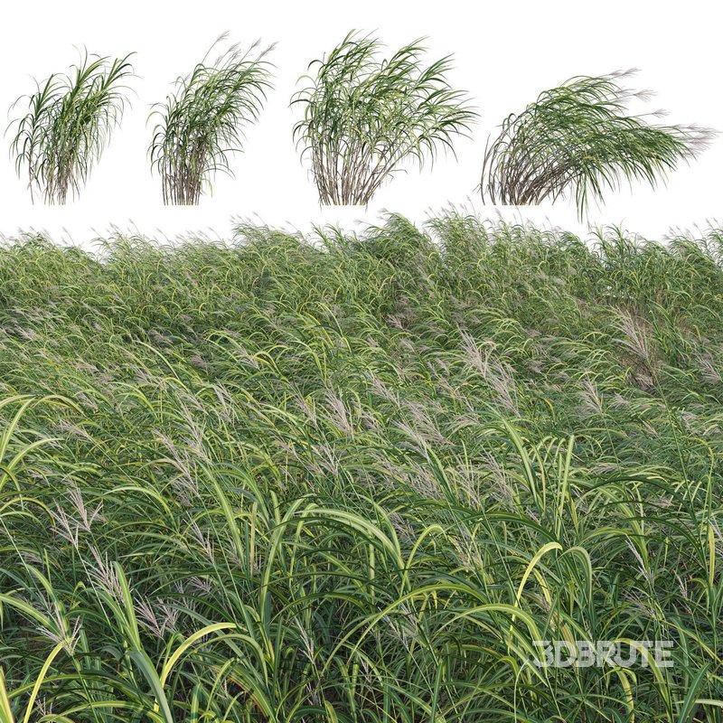 Miscanthus giganteus 02 Image 1