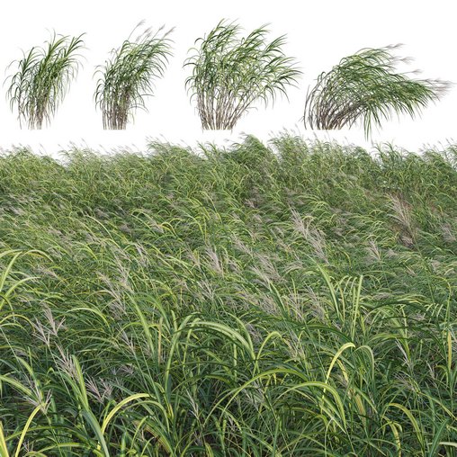 Miscanthus giganteus 02