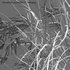 Miscanthus sacchariflorus – Silvergrass 03 - Thumbnail 5