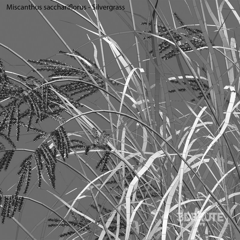 Miscanthus sacchariflorus – Silvergrass 03 Image 5