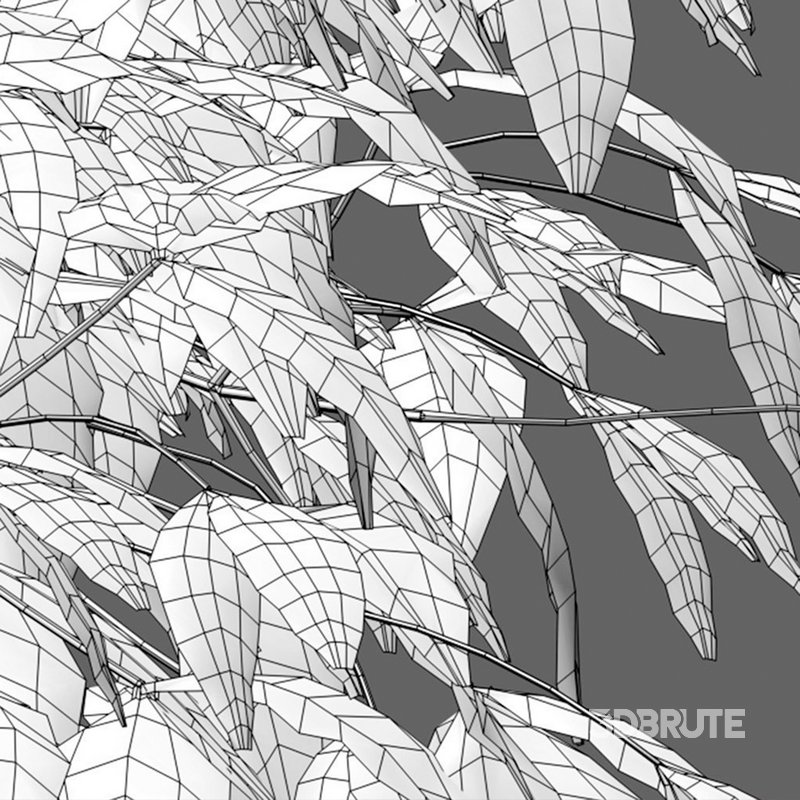 Nandina Domestica Pygmaea – Dwarf Sacred Bamboo Image 5