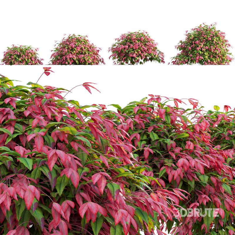Nandina Domestica Pygmaea – Dwarf Sacred Bamboo Image 1