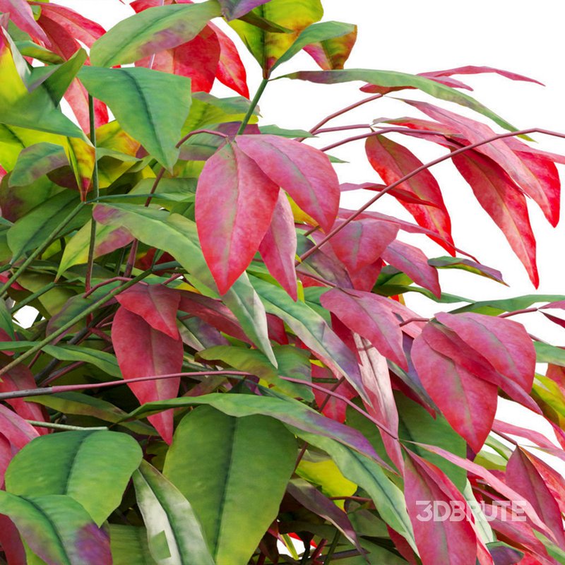 Nandina Domestica Pygmaea – Dwarf Sacred Bamboo Image 4