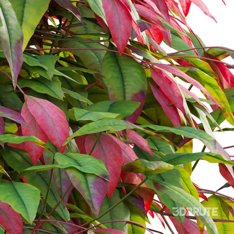 Nandina Domestica Pygmaea – Dwarf Sacred Bamboo Image 3