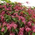 Nandina Domestica Pygmaea – Dwarf Sacred Bamboo - Thumbnail 2