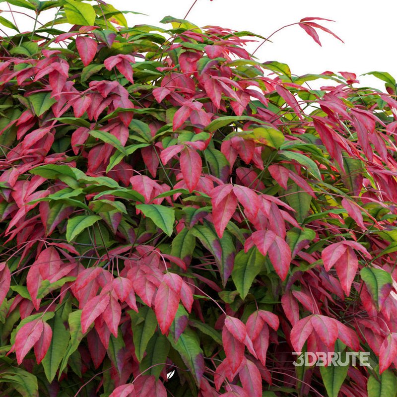 Nandina Domestica Pygmaea – Dwarf Sacred Bamboo Image 2