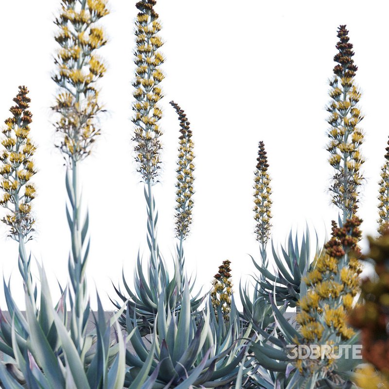 Agave Blue Flame Image 2