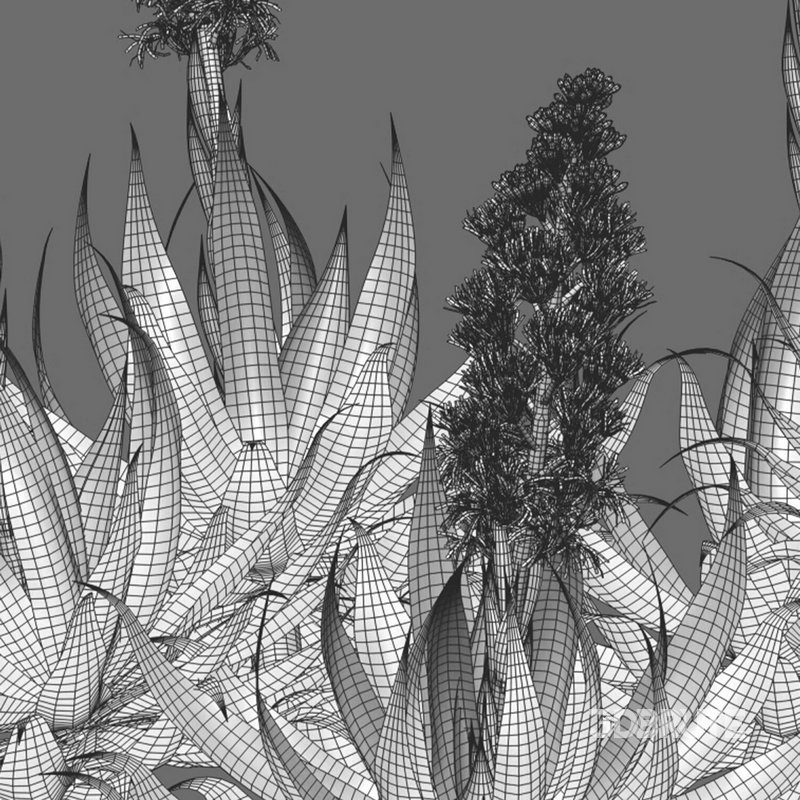 Agave Blue Flame Image 4