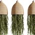 Indoorplants-Hanging plants set-81 - Thumbnail 3