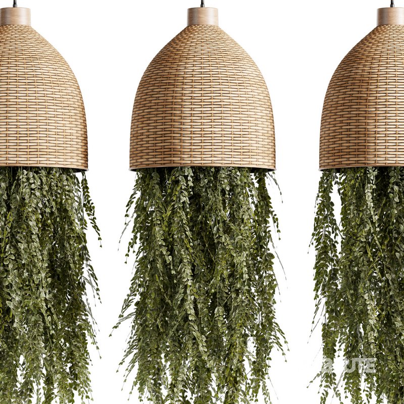 Indoorplants-Hanging plants set-81 Image 3