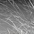 Panicum virgatum Switchgrass 02 - Thumbnail 4