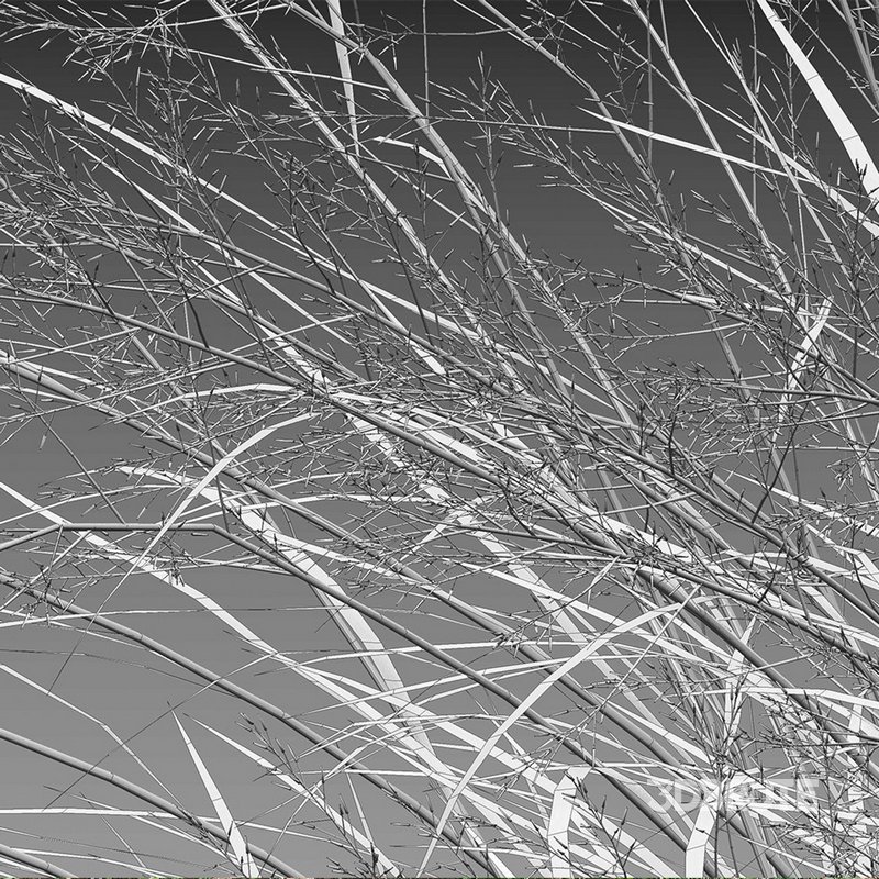 Panicum virgatum Switchgrass 02 Image 4