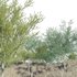 Parkinsonia Florida – Blue Palo Verde – 03 - Thumbnail 2