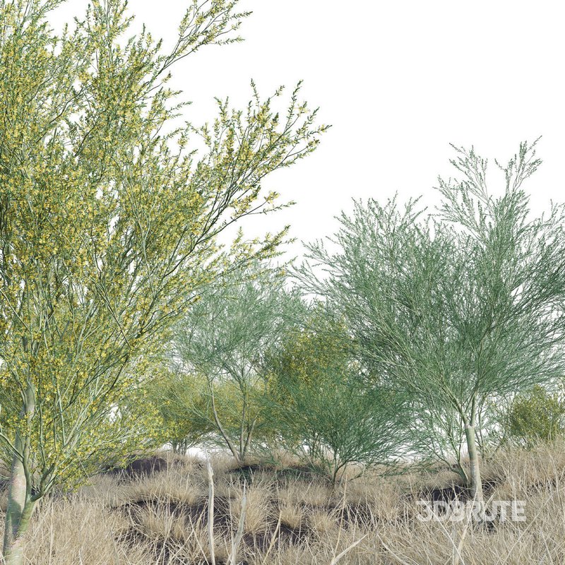 Parkinsonia Florida – Blue Palo Verde – 03 Image 2