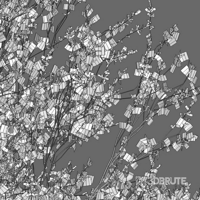 Parkinsonia Florida – Blue Palo Verde – 03 Image 3