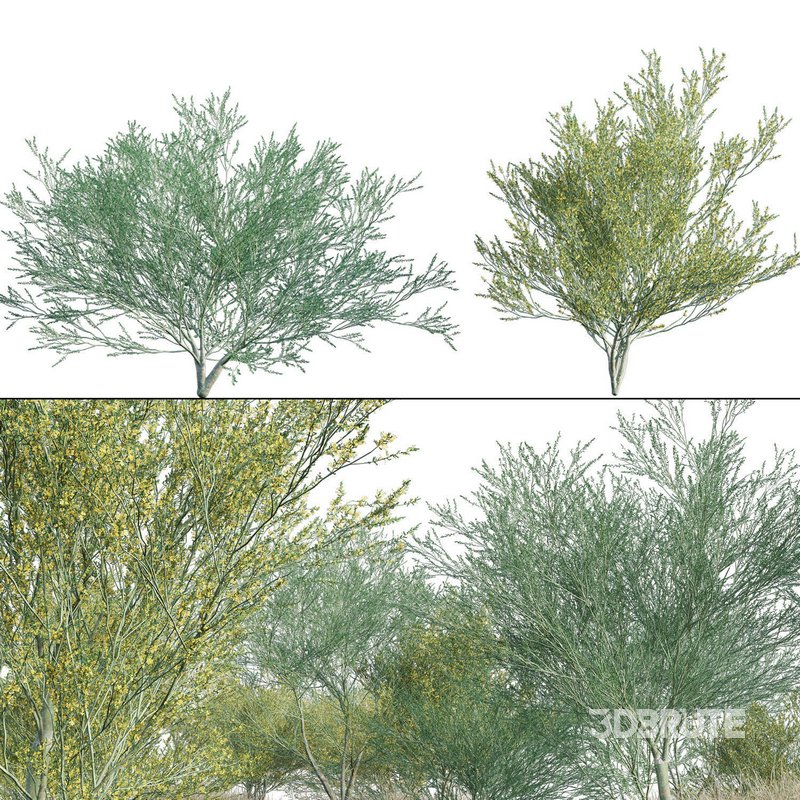 Parkinsonia Florida – Blue Palo Verde – 03 Image 1