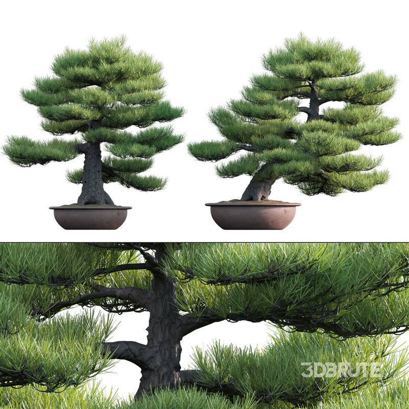Pinus sylvestris – Scotch Pine – 03 Image 1