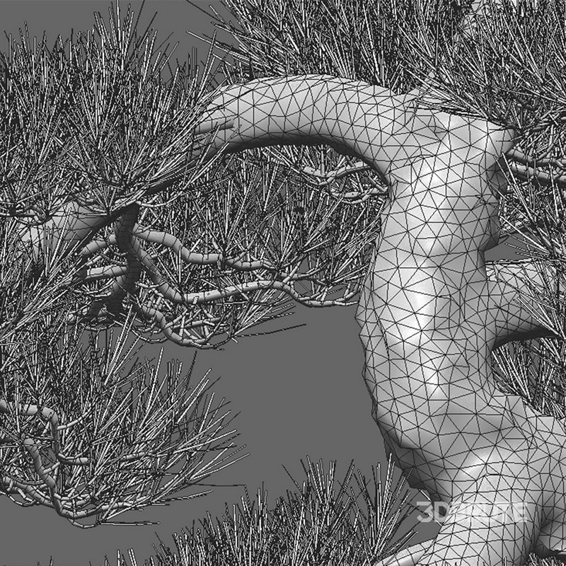 Pinus sylvestris – Scotch Pine – 03 Image 3