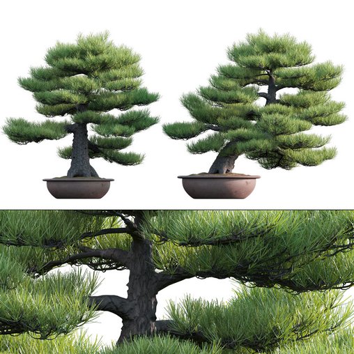 Pinus sylvestris – Scotch Pine – 03