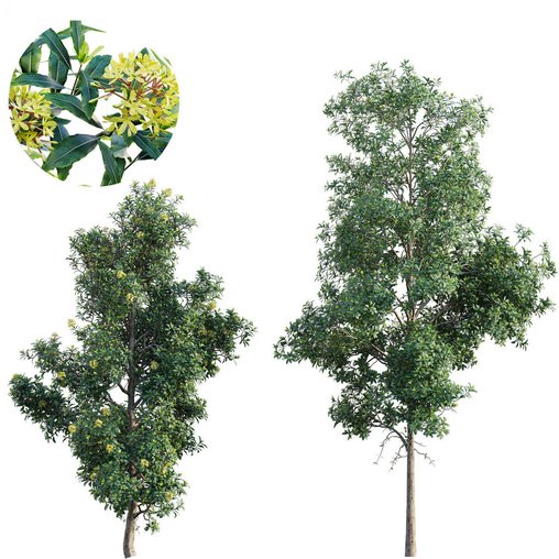 Lemonwood Tree – Pittosporum eugenioides
