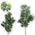 Lemonwood Tree – Pittosporum eugenioides - Thumbnail 1