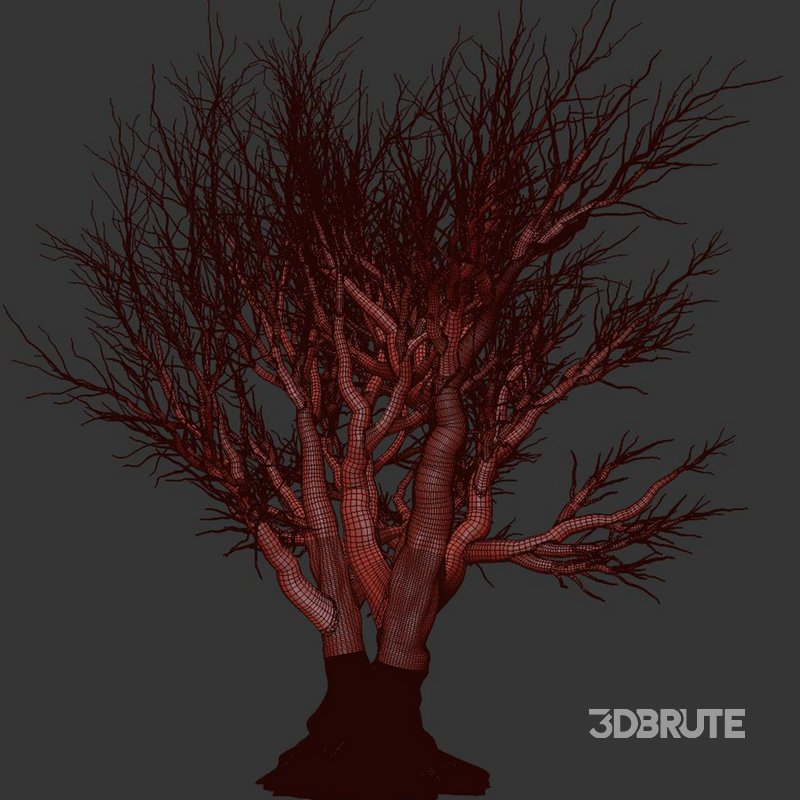 Dry Tree Set26 Image 2