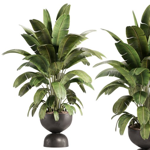 Banana Plant in Matte Black Planter