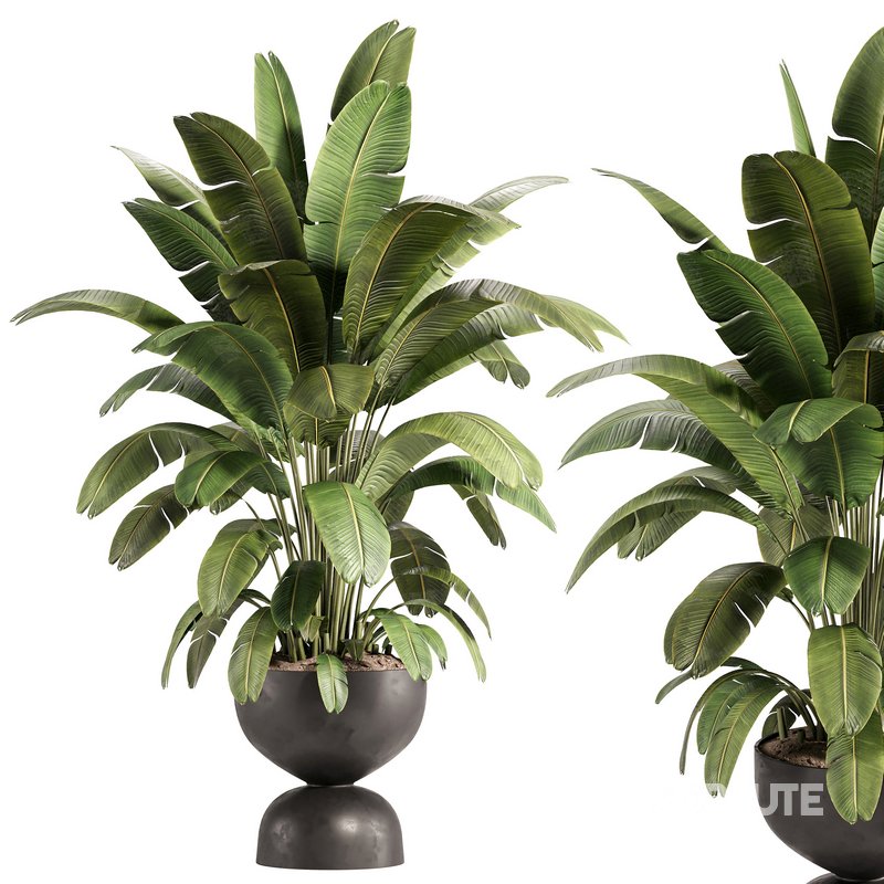 Banana Plant in Matte Black Planter Image 1