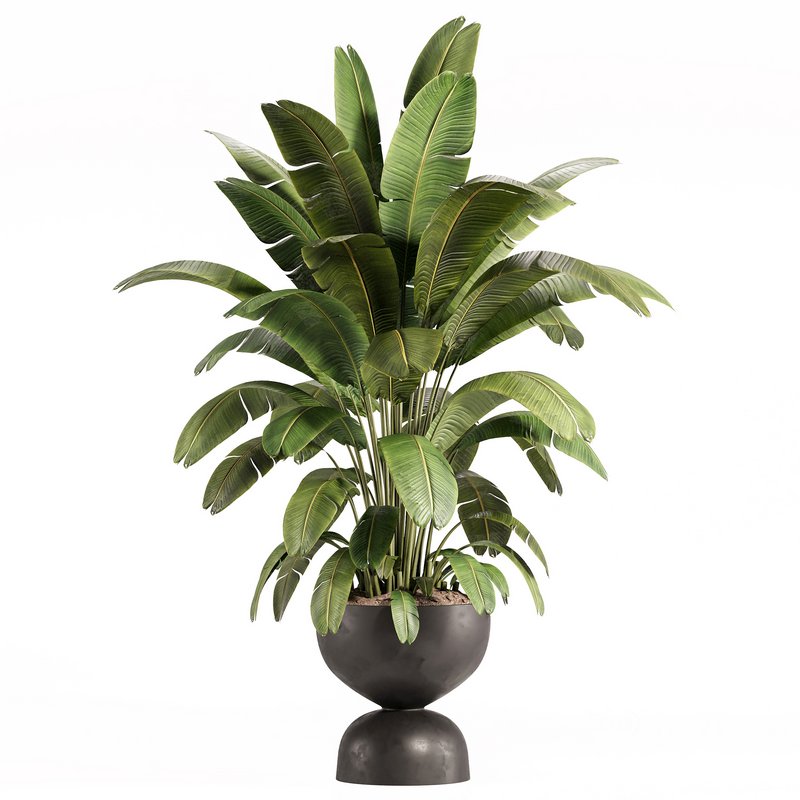 Banana Plant in Matte Black Planter Image 2