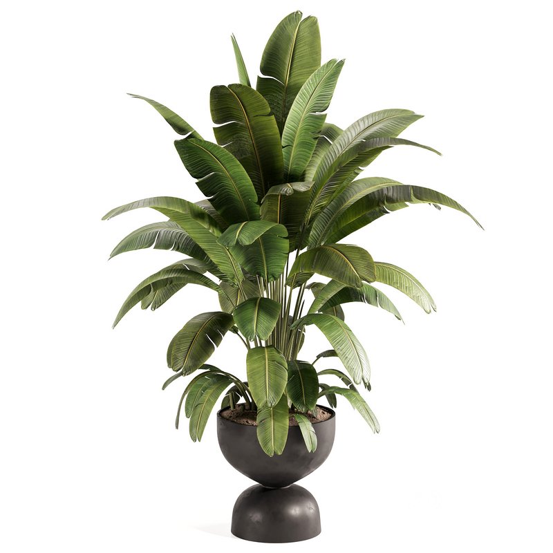 Banana Plant in Matte Black Planter Image 3